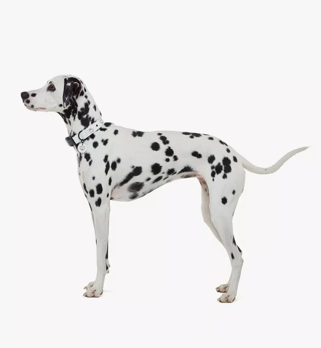 Pet Collar In Visetos