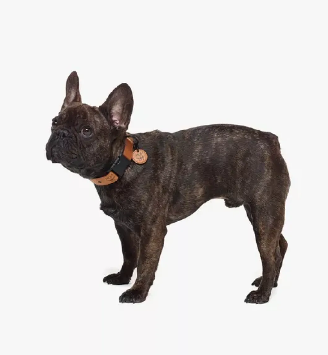 Pet Collar In Visetos