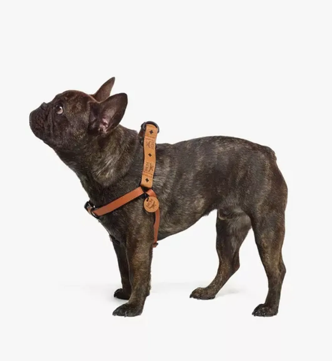 Pet Harness In Visetos