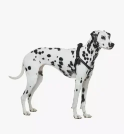Pet Harness In Visetos