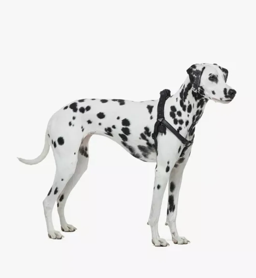 Pet Harness In Visetos