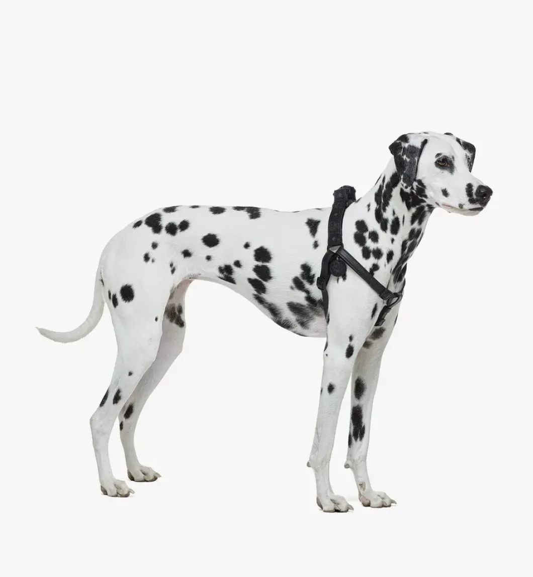 Pet Harness In Visetos