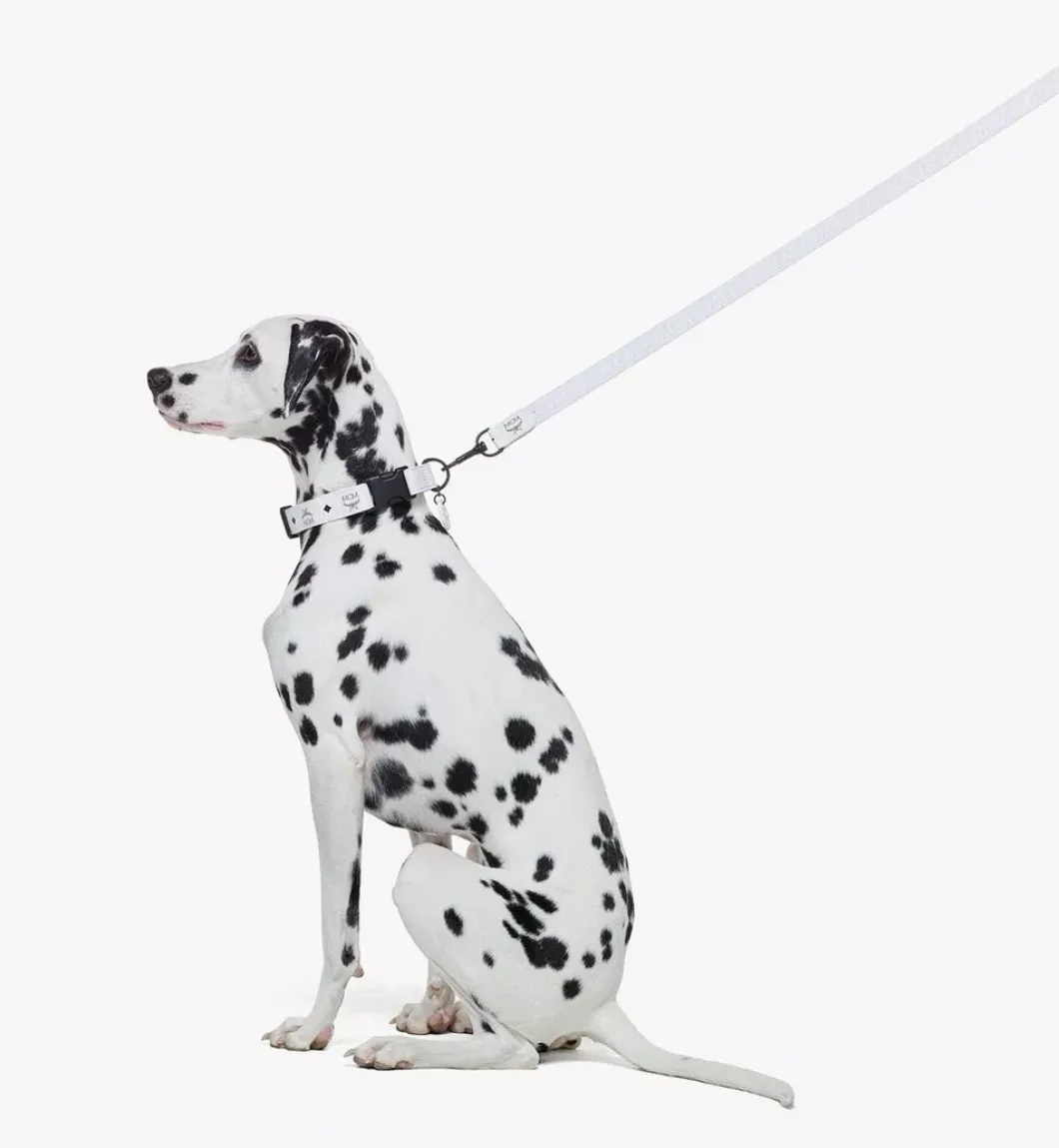 Pet Leash In Visetos