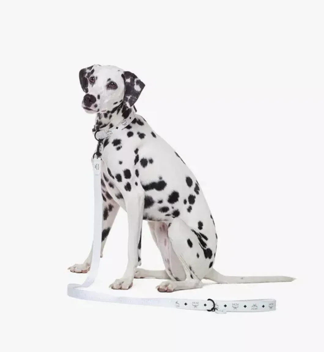 Pet Leash In Visetos